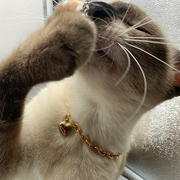 Golden Heart Charm Cat Collar  Adjustable & Elegant